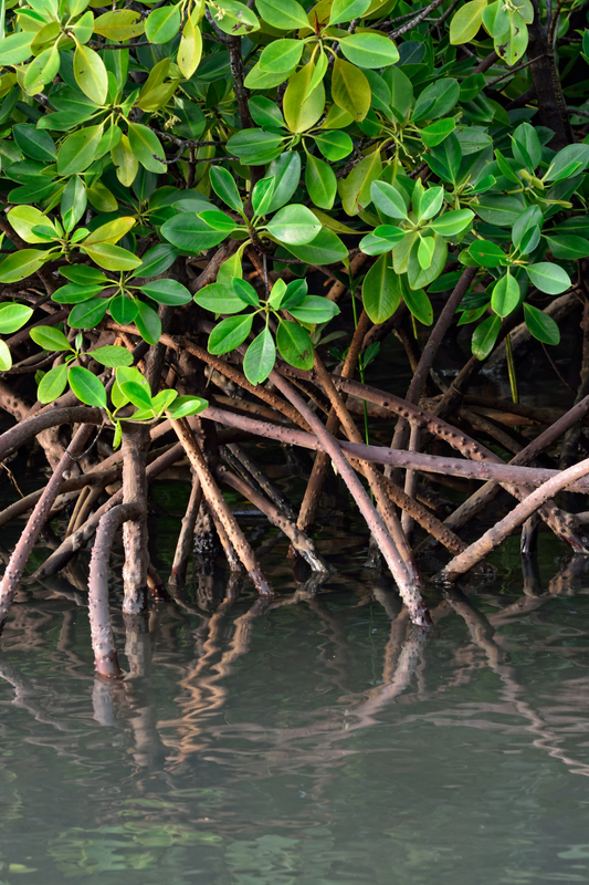 Why We Love Mangrove Trees